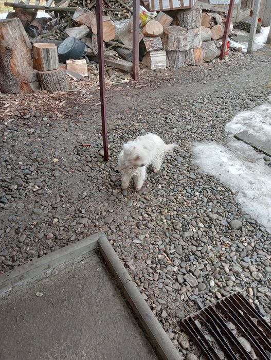 Ofer bișon schimbă locația