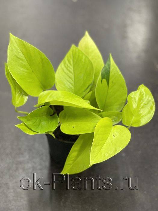 Продам эпипремнум голден