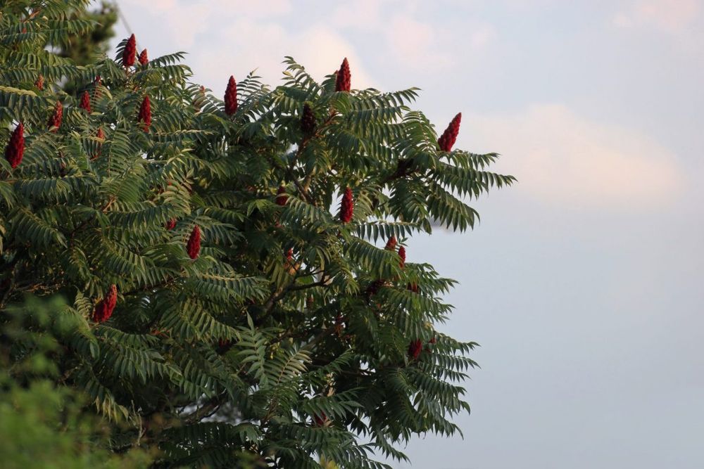 Otetar (Rhis thipina)