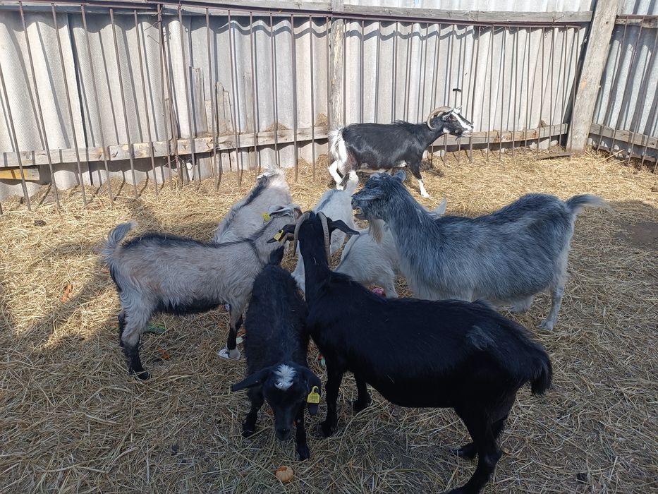 Продаются дойные козы с козлятами!