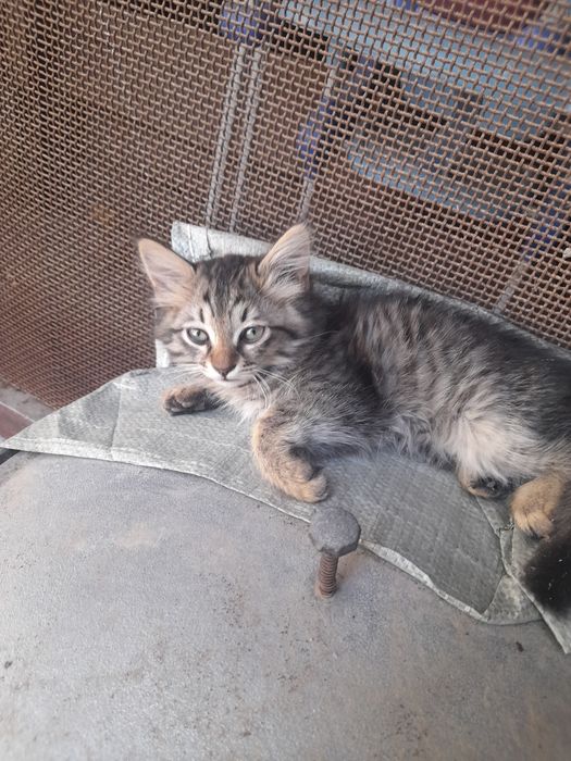 Одам бесплатно котят в хорошие руки домашние приучены