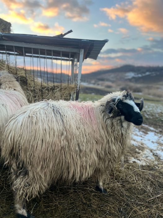 3 berbecuți noatini