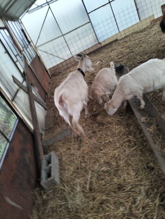 Vând capre originale