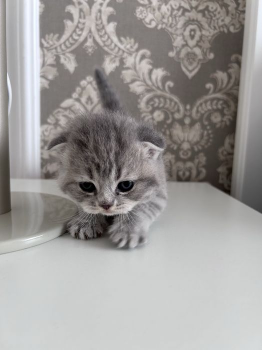 Scottish fold tabby