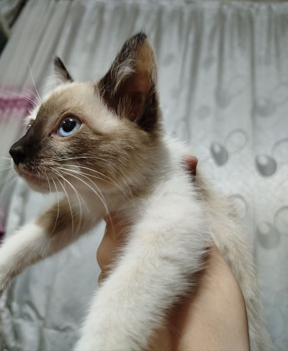 Отдадим, котёнка даром