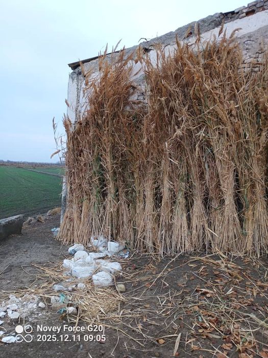 Камиш арзон нархда 10.000 сум