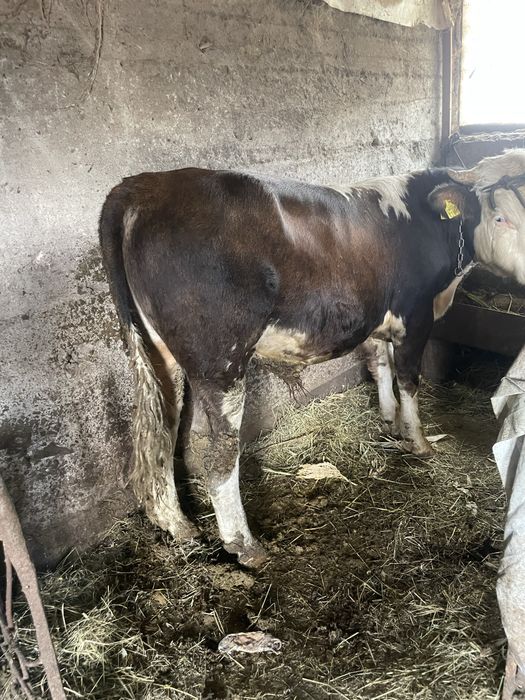 Vand taur pentru tinut sau sacrificat