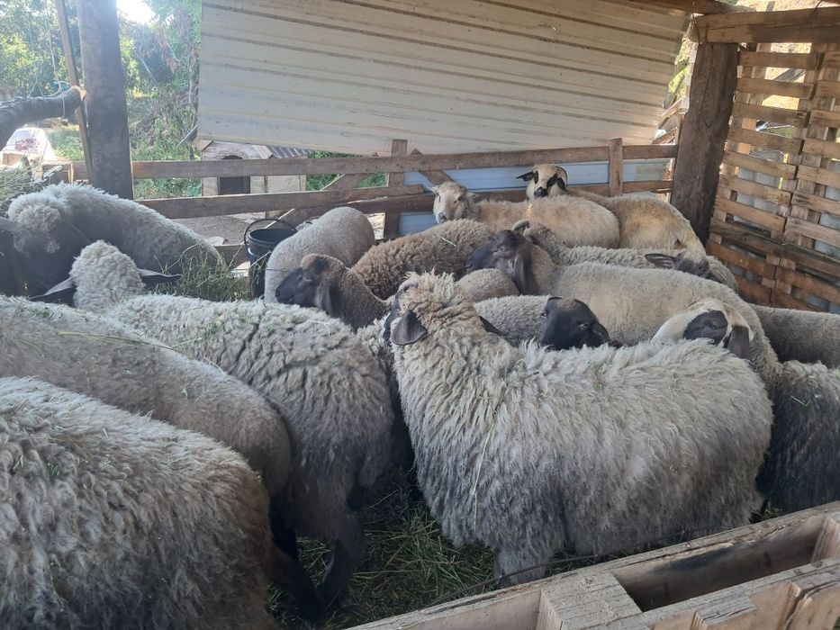 Vand miei   de carne grași Media-  40 kg.