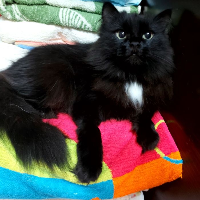 Красотка ищет своего человека