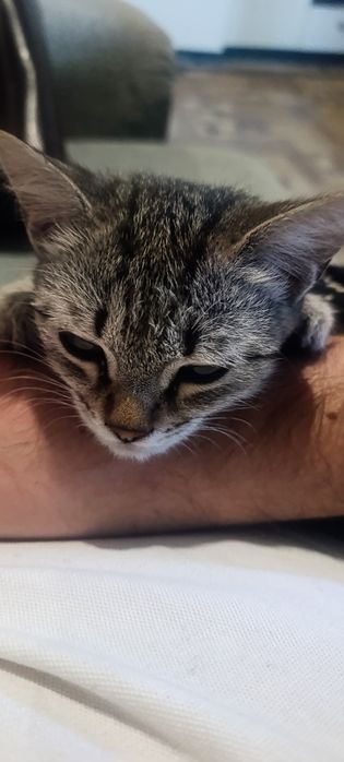 котенок(кошка пять месяцев)