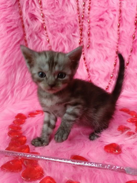 Продам котёнка девочку шотландка +бенгал