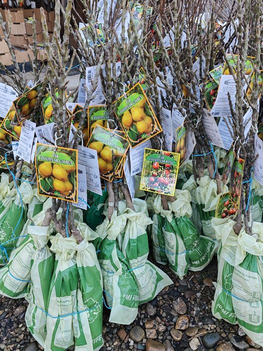 Pomi fructiferi columnari