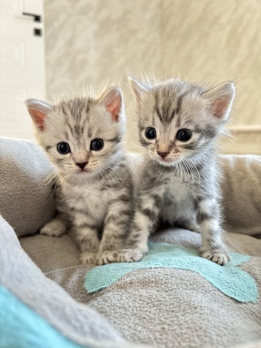 Шотландские прямоухие котята (скоттиш-страйт)