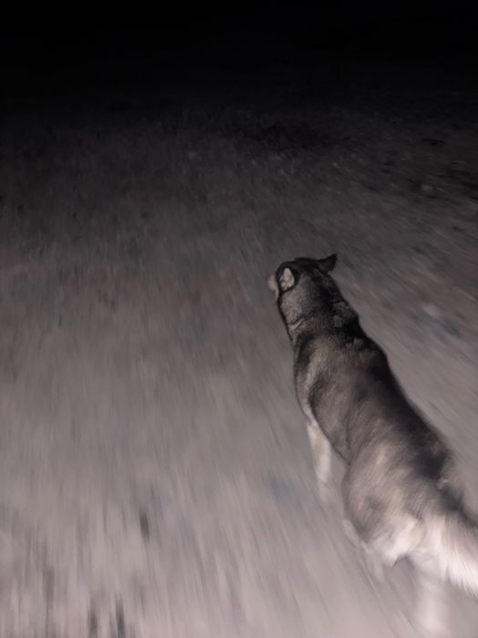 Хаски голубоглазый