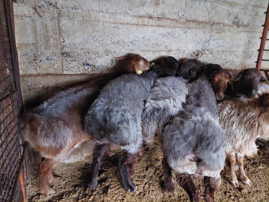 Семыз саулык кой