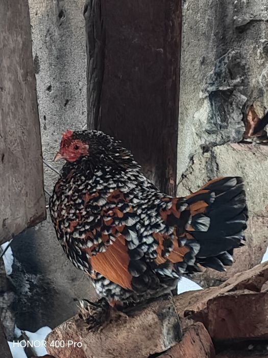 Vând oua mii de flori