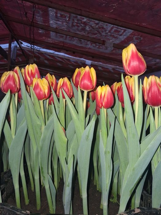 Тюльпаны высшего качество из Голандии