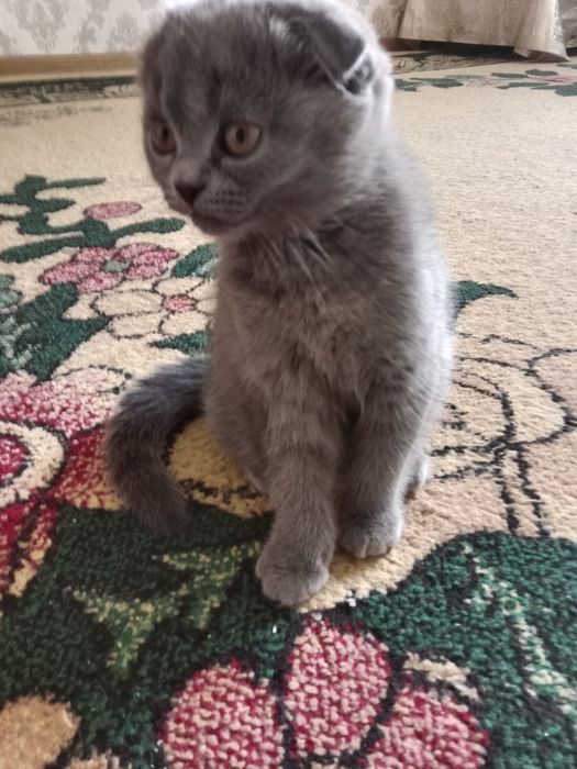 Шотландская кошка