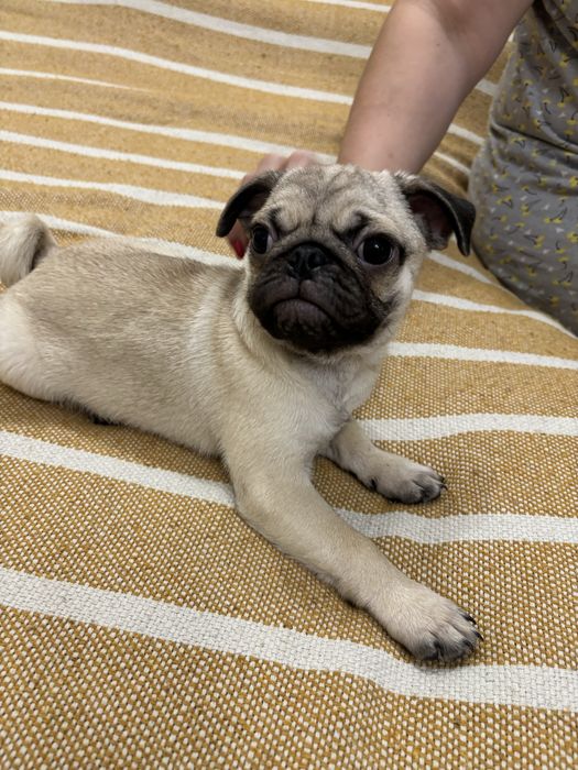 Щенки мопса, 2 мальчика, 2 месяца, родители клубные, выстовычные