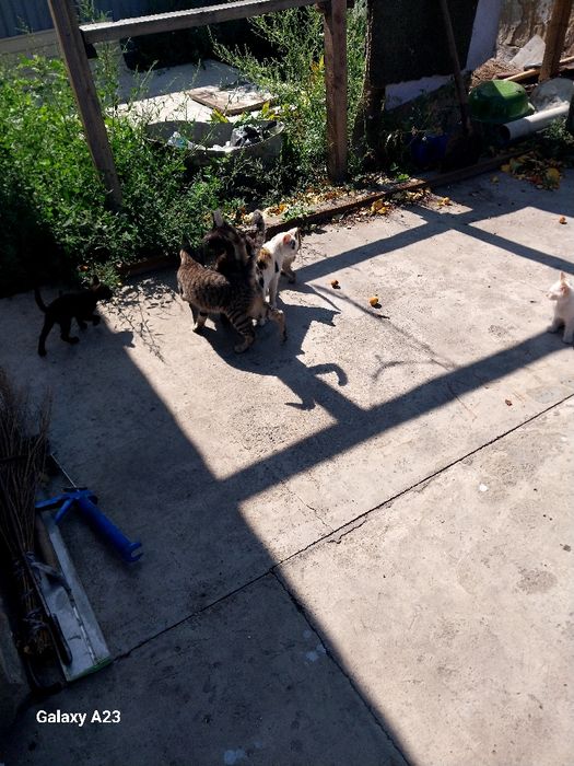 Отдам котят бесплатно