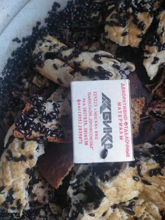 Лечебный,, Жук -знахарь"