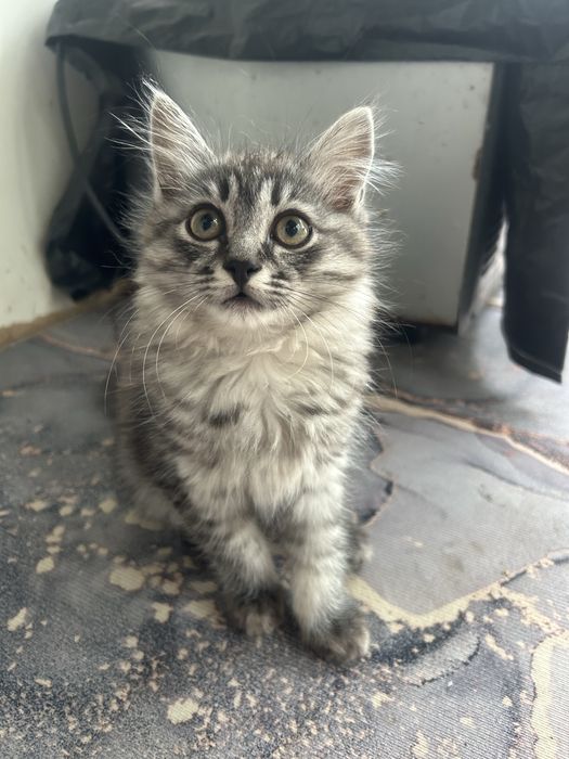 Отдам котенка в хорошие руки