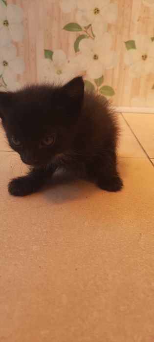 Отдам котят в хорошие руки