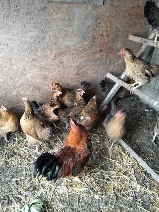 Продам.     продам