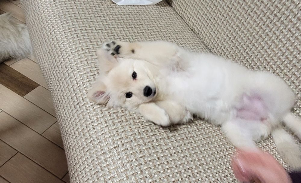 Щенок, немецкий шпиц