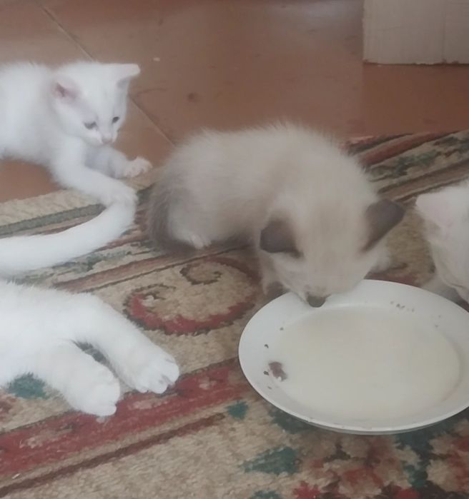 Котята в добрые руки.