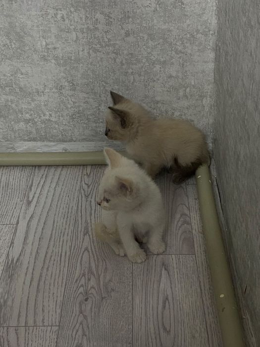 Отдам котят в хорошие руки