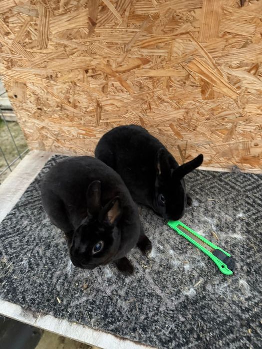 Vând familie Rex pitic