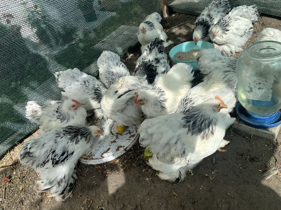 Продам карликовых кохинхинов