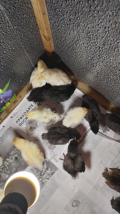 Продам  цыплят разных пород