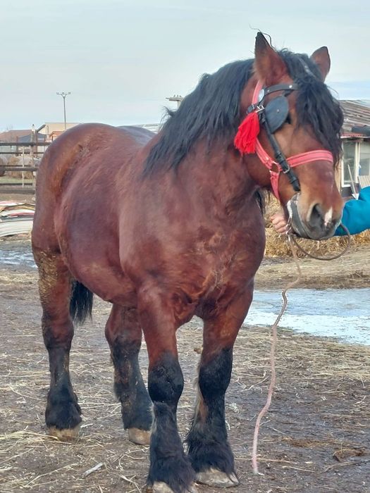 Armăsar de monta și posibilă vânzare