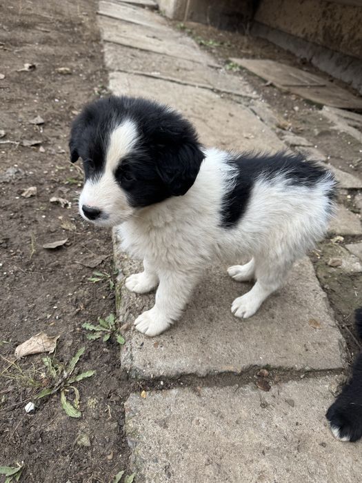 Щенки бесплатно