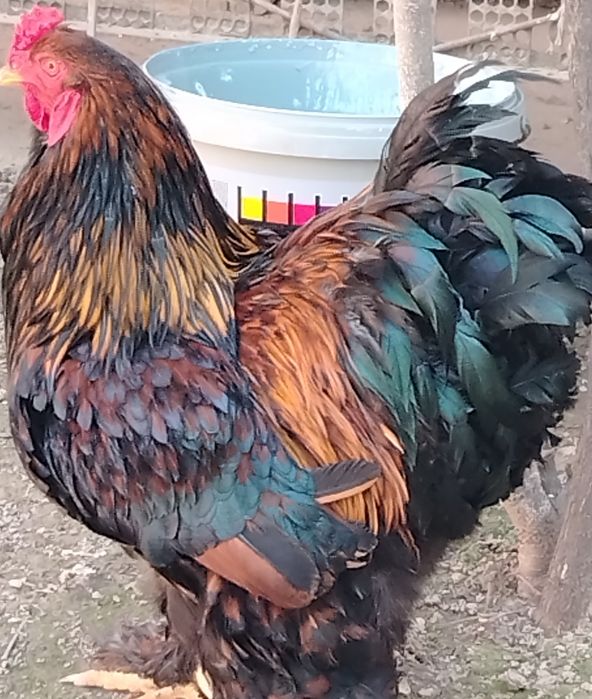 Brama Zolota Sotiladi Qoni Toza