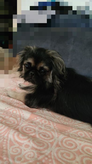 Чистокровные Щенки пекинес