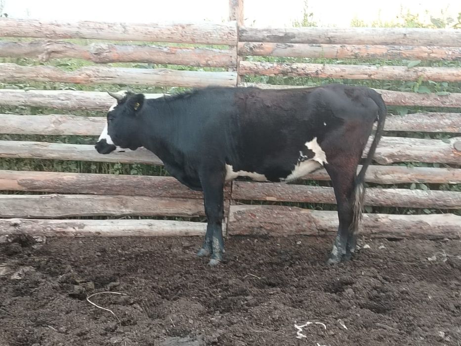 Продам двух телок