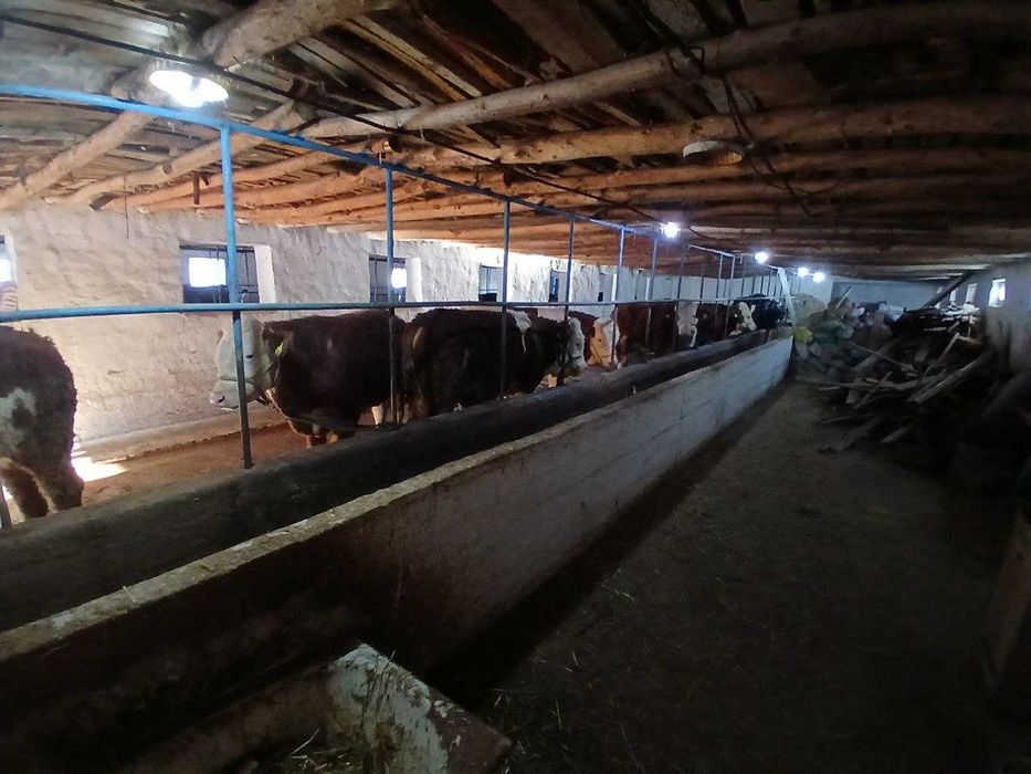 Продажа готовый бизнес 20соток Аргин Кипчок