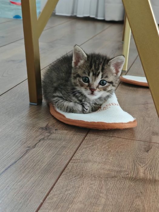 Британский котёнок - мальчик.