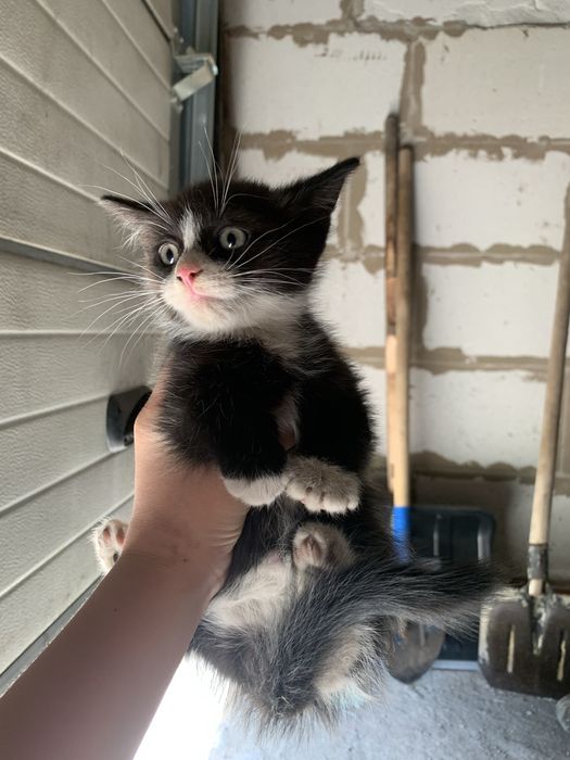 Котята 2 месяца.