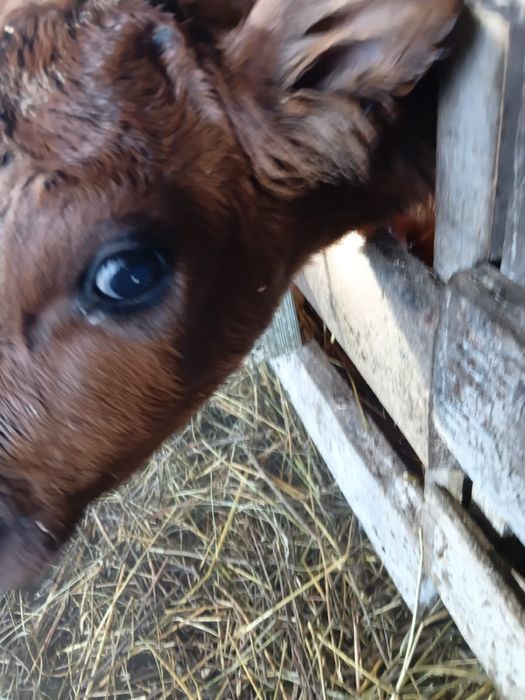Продам телочку,недельная.