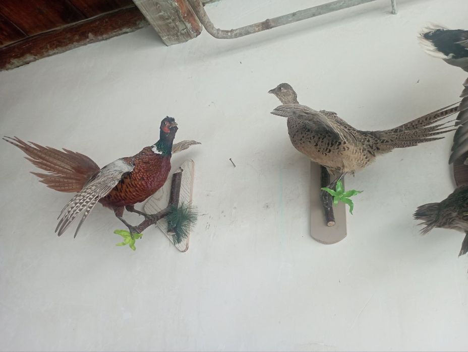 Срочно продается животные для музея