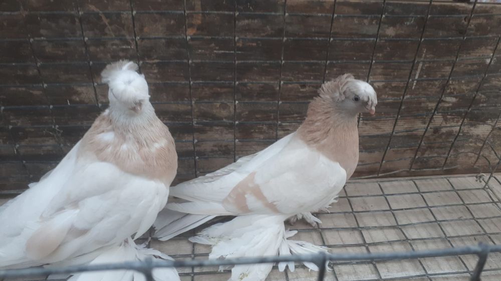 Продам рантовых голубей