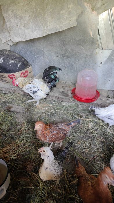 Găinușe și cocoșei pitici