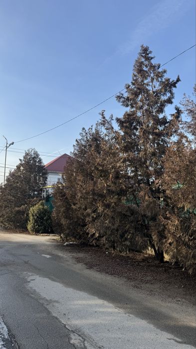 Продам Туи 4,5,6 метр самовыкоп