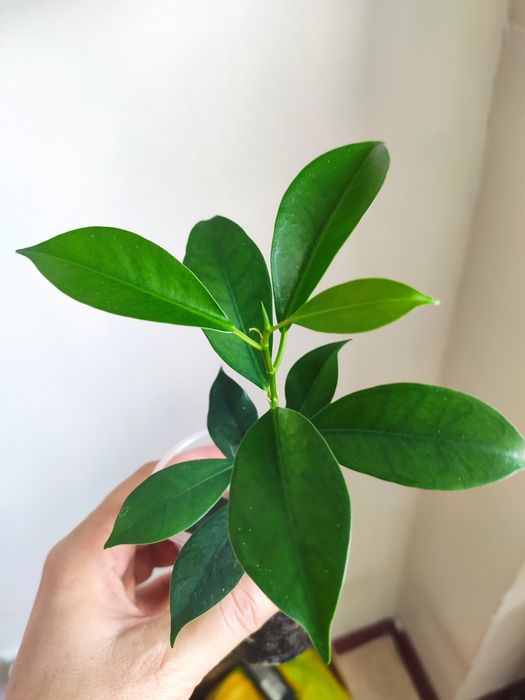 Фикусы для дома и офиса