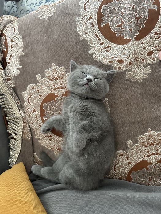 Британски котенок