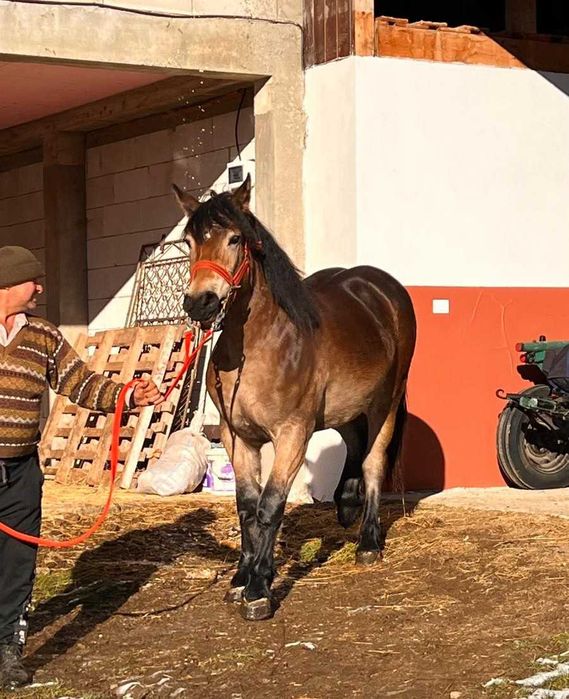 Manza murga, 1 an si 7 luni